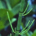 pwaterfol2horsetail