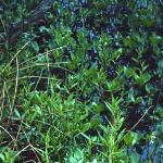 pwaterfor1horsetail