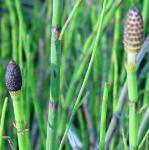 pwaterfru2horsetailbritishflora