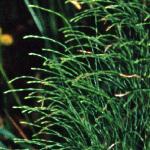 pwoodfol1horsetail