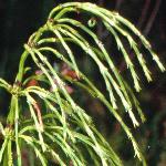 pwoodfol2horsetail