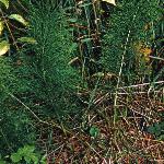 pwoodfor1horsetail