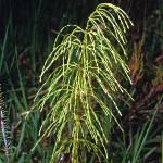 pwoodfor2horsetail