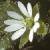 ccommonflochickweed