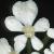 ccowfloparsley