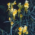 commonfflostoadflax