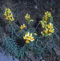 commonffortoadflax