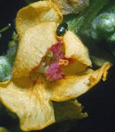 darkmulleinwithbeetle1a