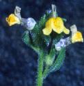frenchfflostoadflax