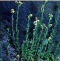frenchffortoadflax