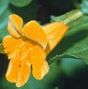monkeyffloflower