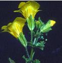 monkeyfflosflower