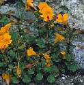 monkeyfforflower