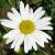 oxeyecflodaisybritishflora