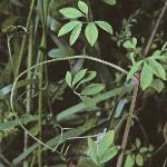 pclimbingfol1corydalis