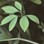 pclimbingfol2corydalis