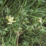 pclimbingfor1corydalis
