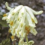 pwhiteflo1climbingcorydalis