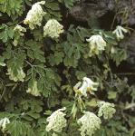 pwhiteflo2climbingcorydalis