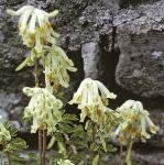 pwhiteflo3climbingcorydalis