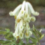 pwhiteflo4climbingcorydalis