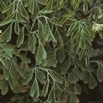 pwhitefol1climbingcorydalis