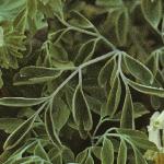 pwhitefol2climbingcorydalis