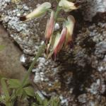 pwhitefol2rampingfumitory