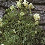pwhitefor1climbingcorydalis