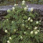 pwhitefor2climbingcorydalis
