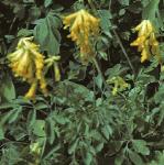 pyellowflo1corydalis