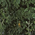 pyellowfol1corydalis