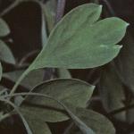 pyellowfol2corydalis