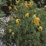 pyellowfor1corydalis