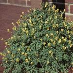 pyellowfor2corydalis