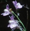 palefflostoadflax