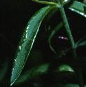 paleffoltoadflax