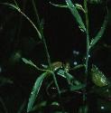 paleffortoadflax