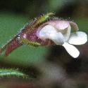 smallfflotoadflax