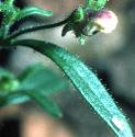 smallfflowithstemtoadflax