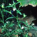 smallffortoadflax
