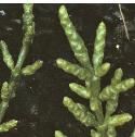 bushyffolglasswort
