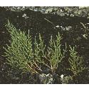 bushyfforglasswort
