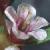 cseaflo1milkwort1