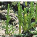 perennialffolglasswort