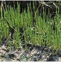 perennialfforglasswort