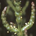 twiggyffolglasswort