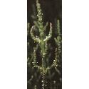 twiggyfforglasswort
