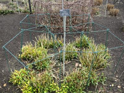 eIMG1902phloxpaniculataotleychoiceplantsupportsgarnonswilliams