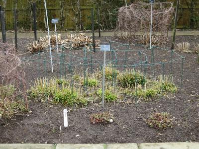 eIMG1920phloxpaniculatafranzschubertplantsupportsgarnonswilliams